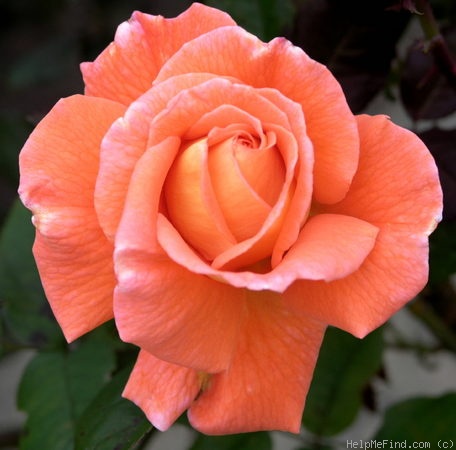 'Janina ®' rose photo