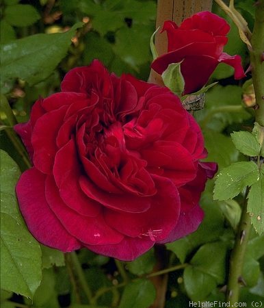 'The Dark Lady' rose photo