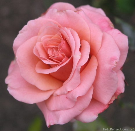 'Nitouche ®' rose photo