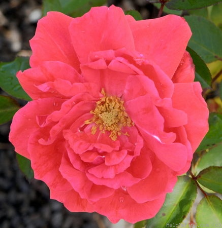 'Korona (floribunda, Kordes, 1953)' rose photo