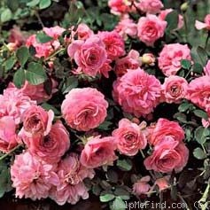 'Petal Pushers ™' rose photo