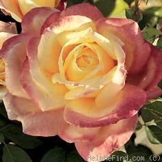 'JACfrepu' rose photo