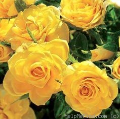 'Sun Sprinkles ™' rose photo