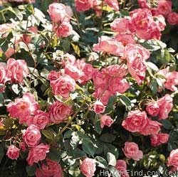 'JACink' rose photo
