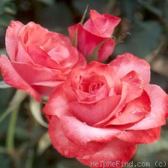 'JACmpiad' rose photo