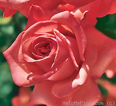 'JACpribe' rose photo