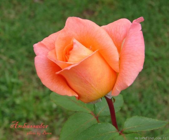 'Ambassador (hybrid tea, Meilland, 1976)' rose photo