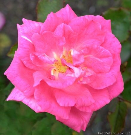 'Elizabeth of York' rose photo