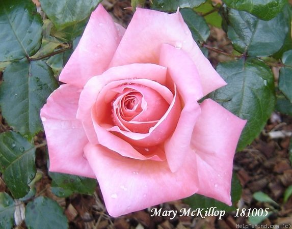 'Mary McKillop' rose photo