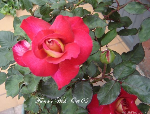 'Fiona's Wish' rose photo