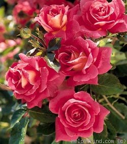 'JACtorse' rose photo
