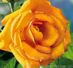 'JACzeman' rose photo