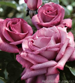 'Purple Passion ™' rose photo