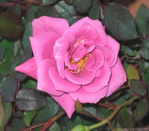 'Wistful ™' rose photo