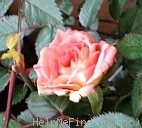 'Heavenly Days' rose photo