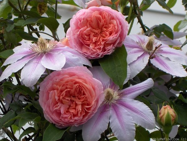 'Abraham Darby' rose photo