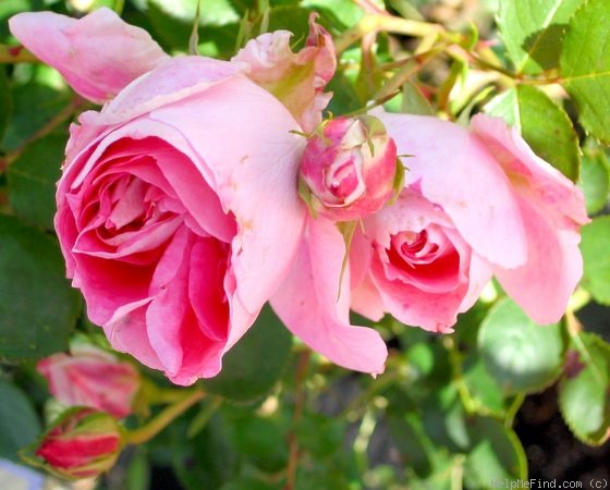 'Carefree Wonder' rose photo