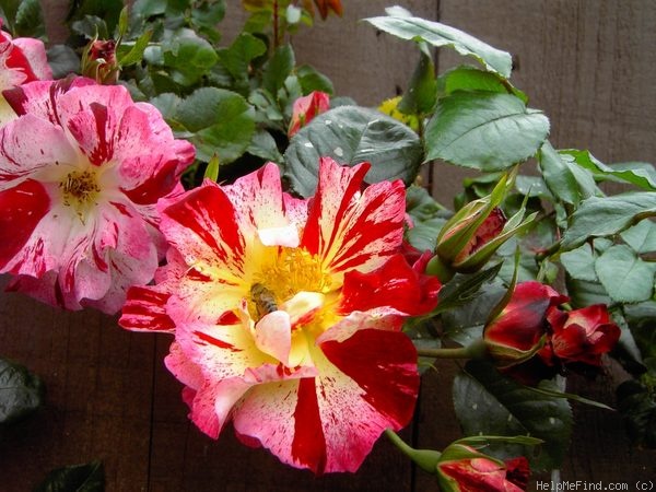 'Fourth of July' rose photo