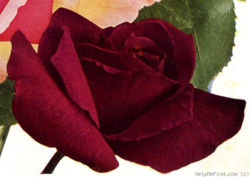 'Ami Quinard (Hybrid Tea, Mallerin, 1927)' rose photo