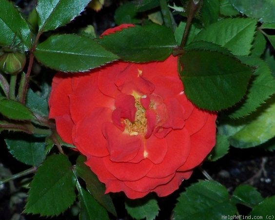 'Autumn Sunblaze' rose photo