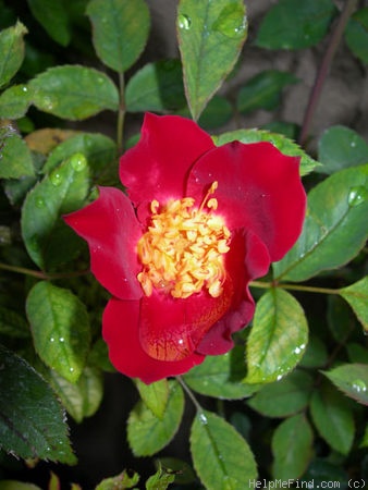 'Frank Naylor' rose photo