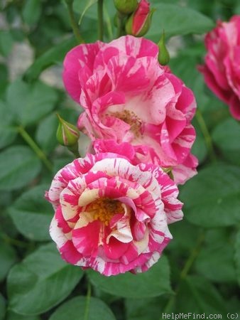 'Berries 'n' Cream' rose photo