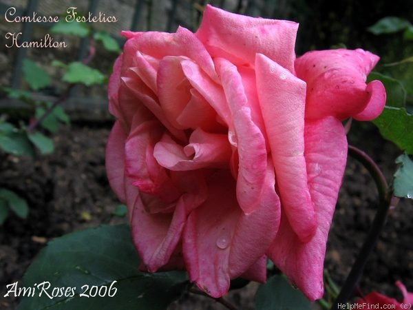 'Comtesse Festetics Hamilton' rose photo