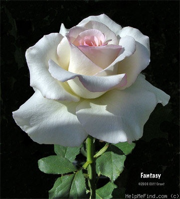 'Fantasy (hybrid tea, Jackson & Perkins, 1992)' rose photo