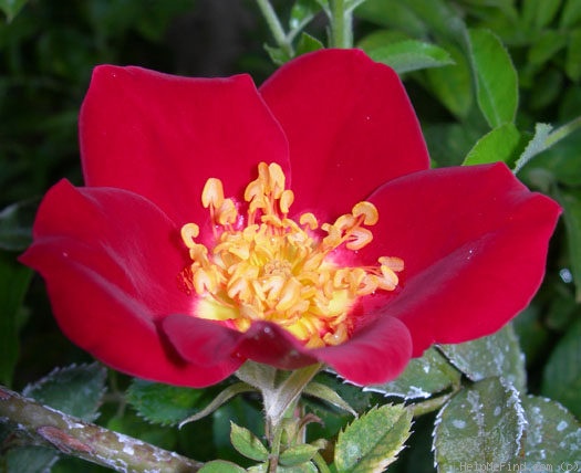 'Frank Naylor' rose photo