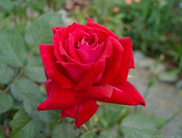 'Special Merit' rose photo