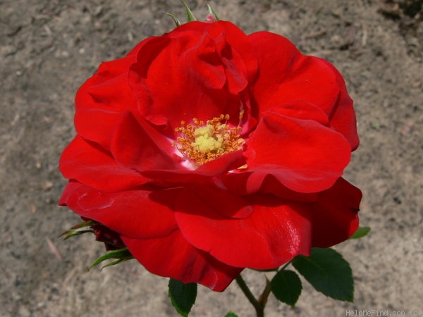 'Amadeus ™ (LCl, Kordes, 2003)' rose photo