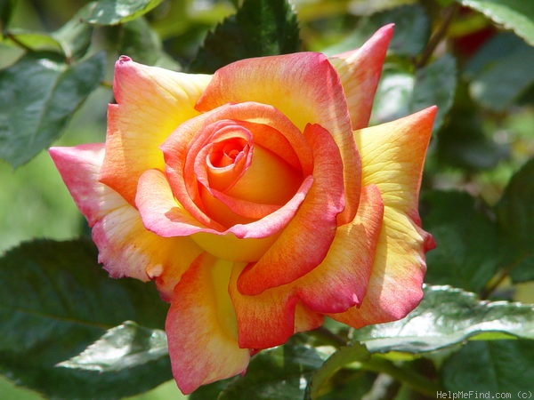 'Sheila's Perfume (Floribunda, Sheridan before 1979)' rose photo