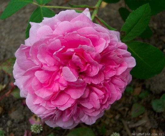 'Madame Knorr' rose photo