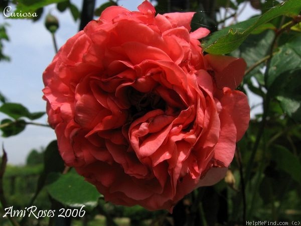 'Curiosa' rose photo