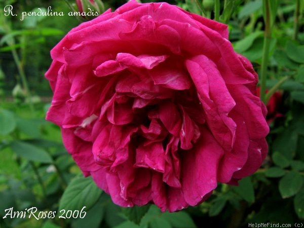 '<I>Rosa pendulina</i> 'amadis'' rose photo