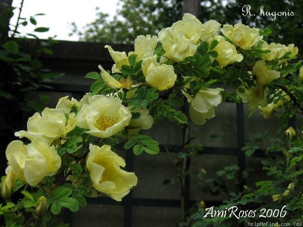 '<i>Rosa hugonis</i> Hemsl. synonym' rose photo