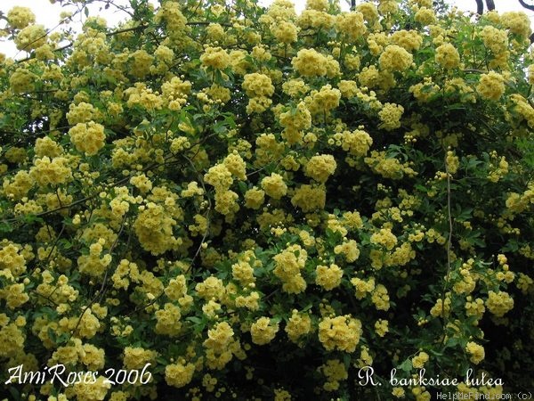 'R. Banksiae Lutea' rose photo