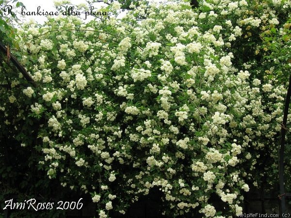 'R. banksiae alba plena' rose photo