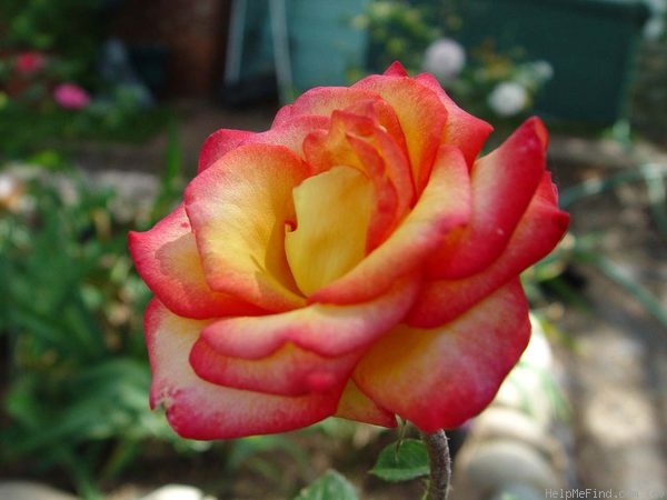 'Chivalry ®' rose photo