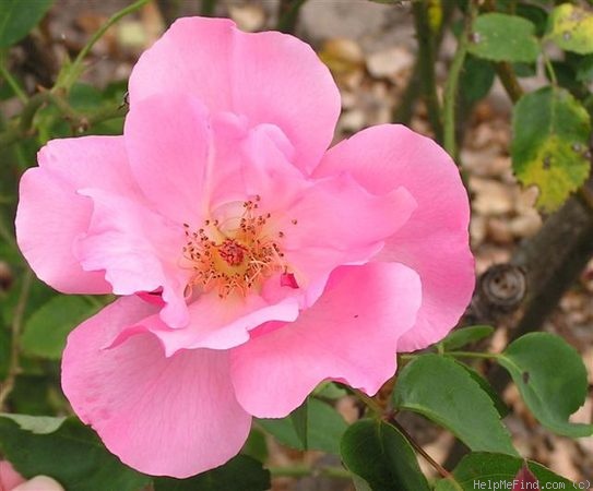 'Cicely Lascelles' rose photo