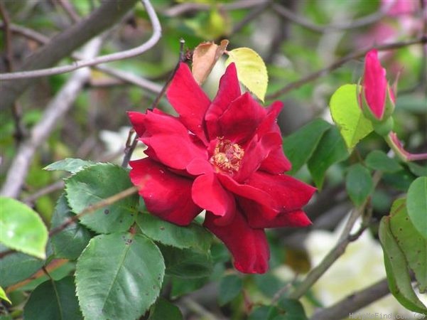 'Billy Boiler' rose photo