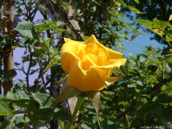 'Decor Terrasse' rose photo