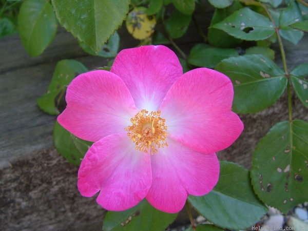 'Siesta (shrub, Meilland 2000)' rose photo