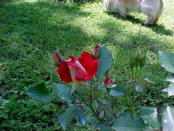 'Topsy Turvy ™' rose photo