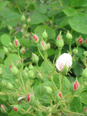 'Baltimore Belle (rambler, Feast, 1843)' rose photo