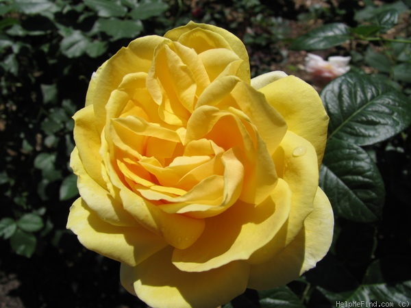 'Michelangelo ® (hybrid tea, Meilland before 1997)' rose photo