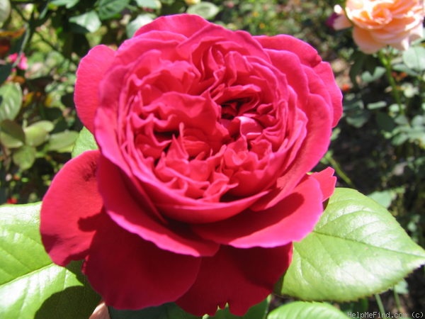 'Caruso (hybrid tea, Mouchotte/Meilland, 2000)' rose photo