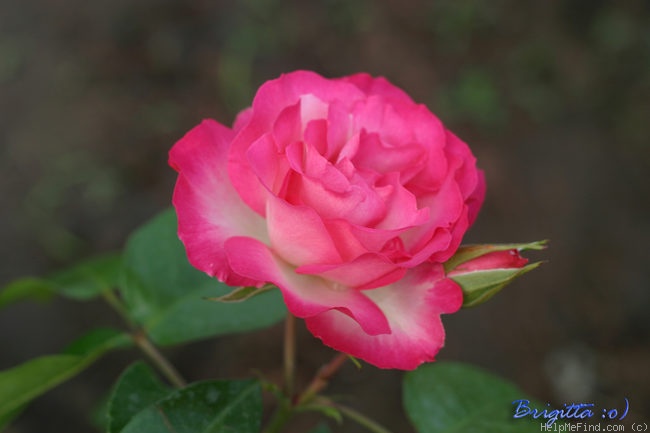 'Bordure Rose ®' rose photo