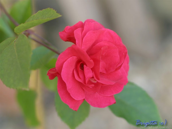 'Bad Birnbach®' rose photo