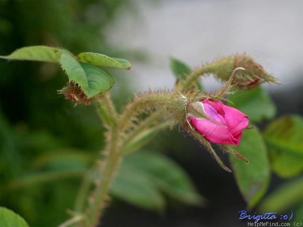 'Henri Martin' rose photo